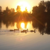 kačičky v zapade slnka