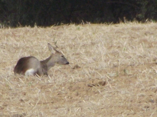 srna (capreolus capreolus)