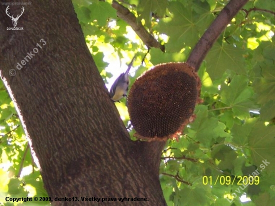 sykorka a slnečnica