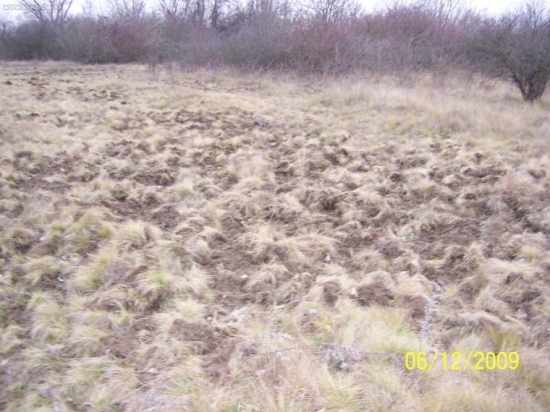 nič ine len diviaky