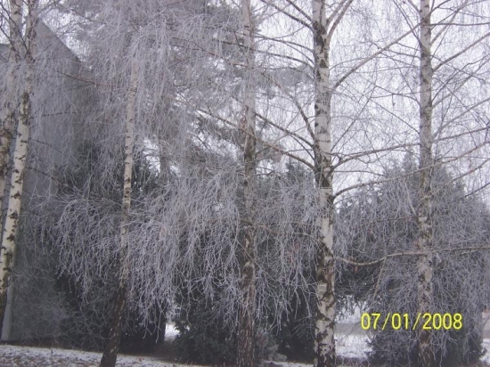 zasnežene brezy