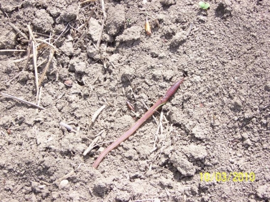 vyliezala z diery ked som isiel okolo