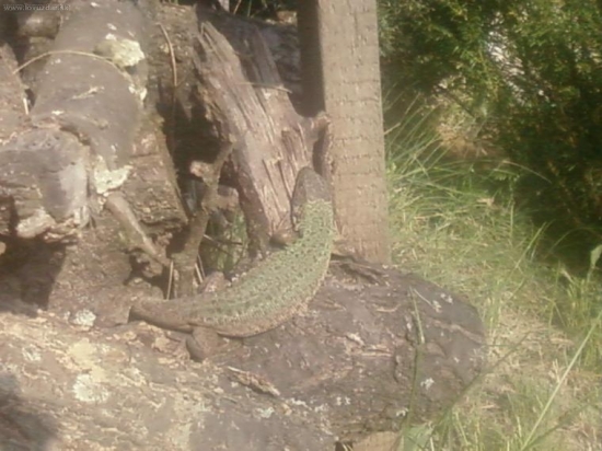 jasterica zelena (Lacerta viridis)