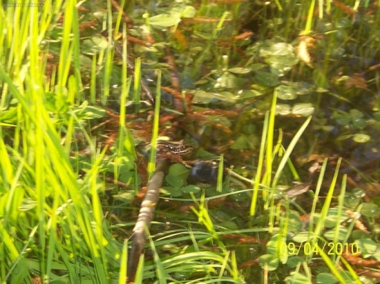 zabka trochu je rozmazana