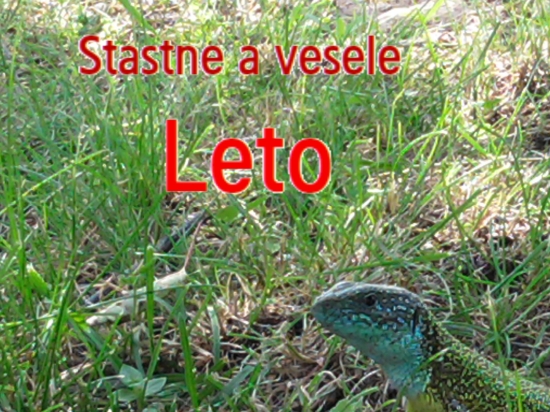jašterička