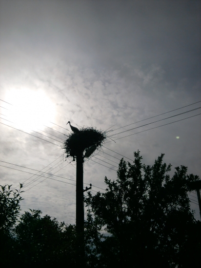 bocian vo vychode slnka