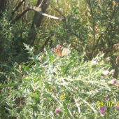 Motyl