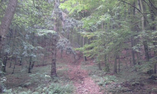 lesik