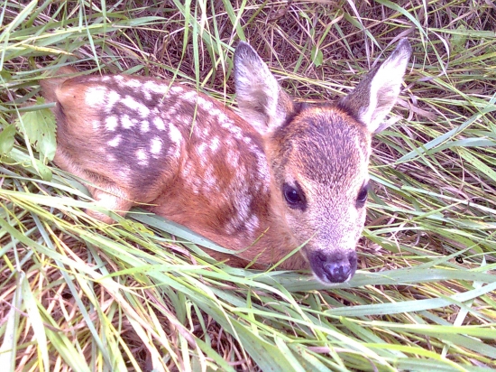 bambi