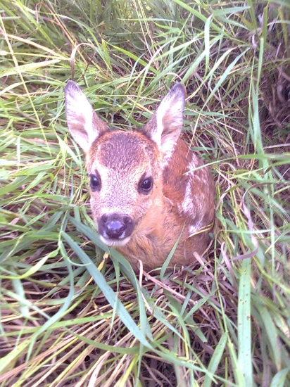 bambi 2