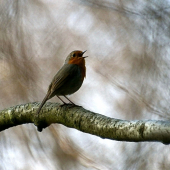 Červienka obyčajná