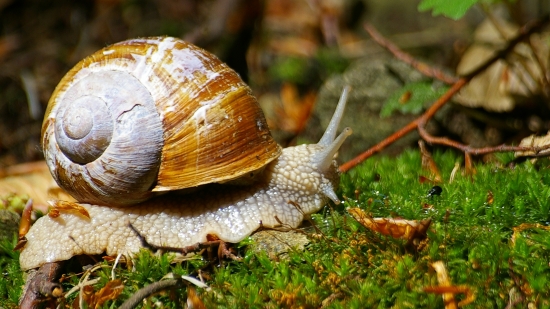 Útok mäsožravca , ked stihne...