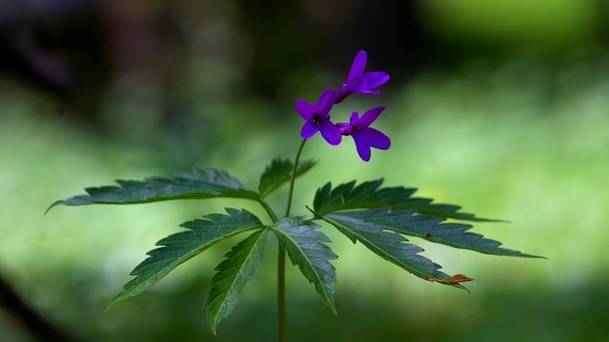 Zubačka žliazkatá