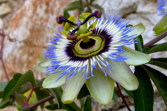 Chorvátska krásavica- Mučenka