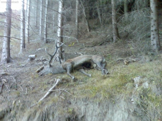 Jeleň vek 13rok. 208,50 bodov pravidelný dvanáctorák