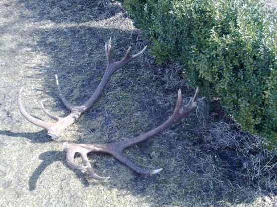 Jožov nepravidelný 16-torák,tohto ročný nájdeny nad korytom