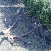 Jožov nepravidelný 16-torák,tohto ročný nájdeny nad korytom