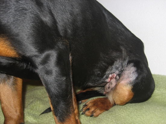 VCEREJSI NAHANKA AXA MARKOV DVOR