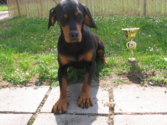 AXA MARKOV DVOR, KVSK oceneni CAC