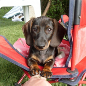 WINKY JEZ.TRPAS.HRUBO.