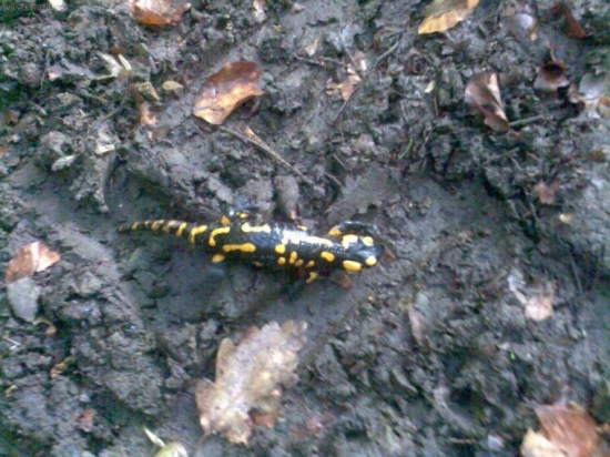 salamandra