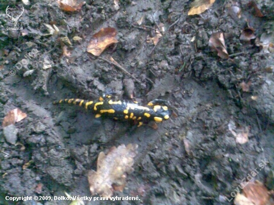 salamandra