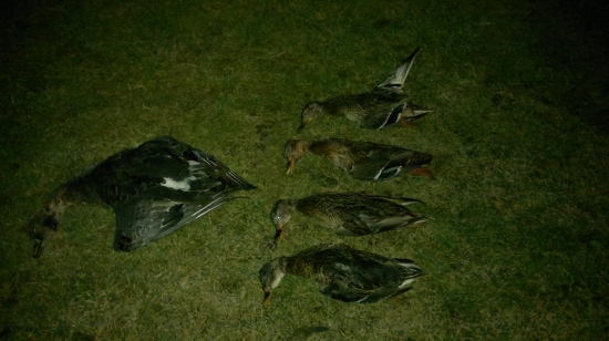 Novorocna vychadzka do reviru