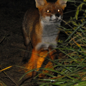 Aj ja mam chut na tu klobasku co papate :D