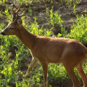 Kolegovia kolko by ste mu tiply ???