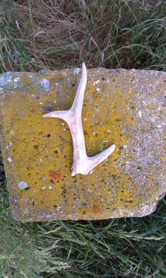 Polovicny ale potesil.