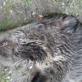 Lanštiak
