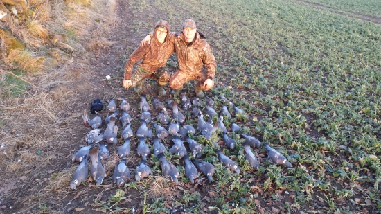 Poľovačka na divé holuby