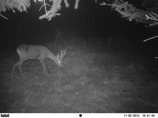 konečne srnec....:)