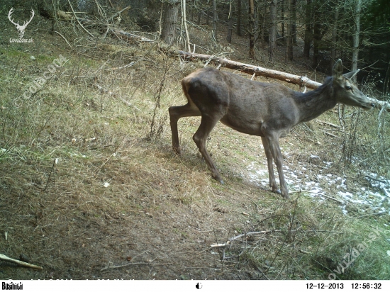 ostražitá