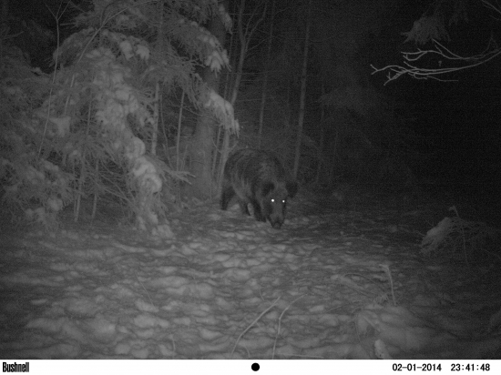 sviňa prichádza....:)