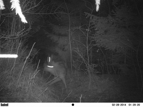 ked sa vlci zľaknú infra prísvitu