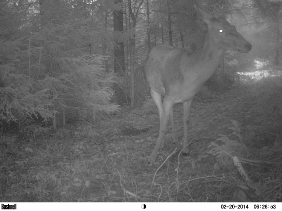 jedno februárové ráno