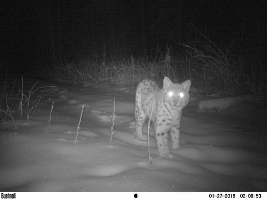 veeeľka mačička sa mi prišla ukázať