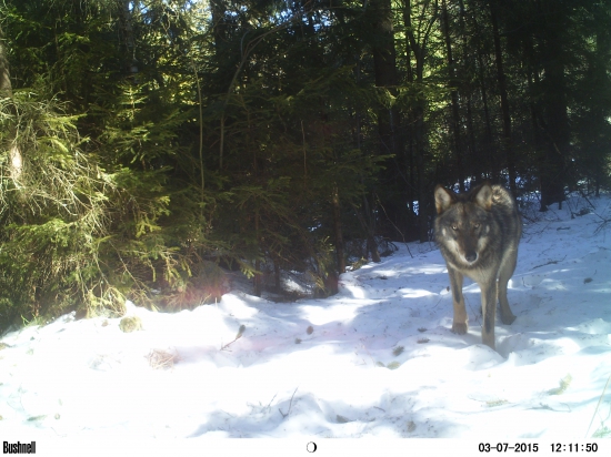 vlčisko na pravé poludnie