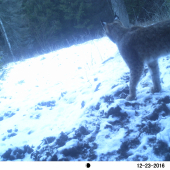 predvianočná návšteva