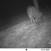 vlk -stopuje diviačiu