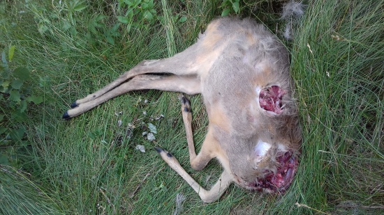 Zrejme odrezana hlava