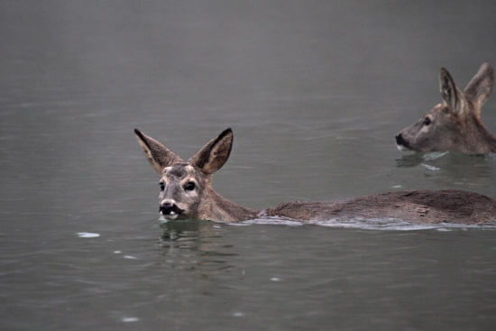 ...kúpanie pod rúškom hmly...