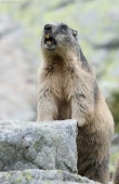 Svišť vrchovský tatranský (Marmota marmota latirostris)