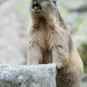 Svišť vrchovský tatranský (Marmota marmota latirostris)