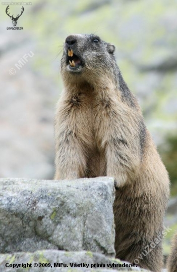 Svišť vrchovský tatranský (Marmota marmota latirostris)