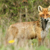 Líška obyčajná (vulpes vulpes)