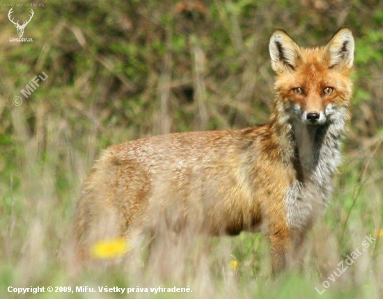 Líška obyčajná (vulpes vulpes)