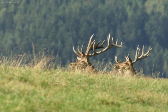 Jeleň lesný (Cervus elaphus)