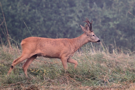 Srnček (Capreolus capreolus)
